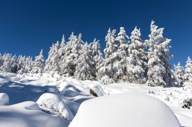 Winter landscape of Vitosha Mountain, Sofia City Region, Bulgaria clipart