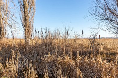 Dragoman bataklığının sonbahar manzarası, Sofya bölgesi, Bulgaristan
