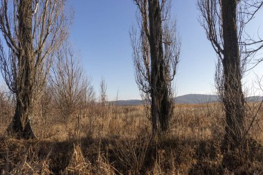 Dragoman bataklığının sonbahar manzarası, Sofya bölgesi, Bulgaristan