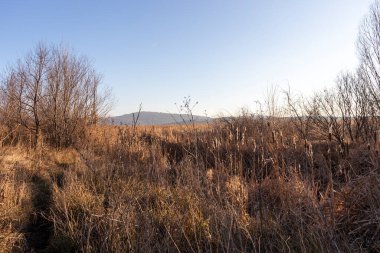 Dragoman bataklığının sonbahar manzarası, Sofya bölgesi, Bulgaristan