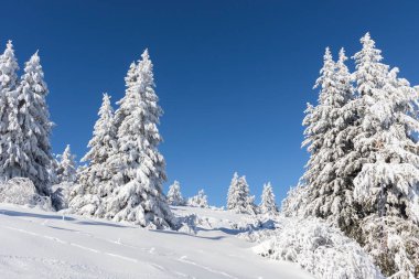 Vitosha Dağı 'nın kış manzarası, Sofya Şehir Bölgesi, Bulgaristan
