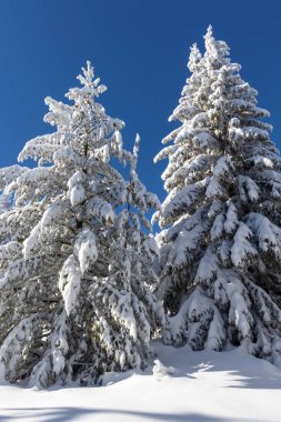 Vitosha Dağı 'nın kış manzarası, Sofya Şehir Bölgesi, Bulgaristan