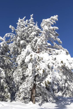Vitosha Dağı 'nın kış manzarası, Sofya Şehir Bölgesi, Bulgaristan