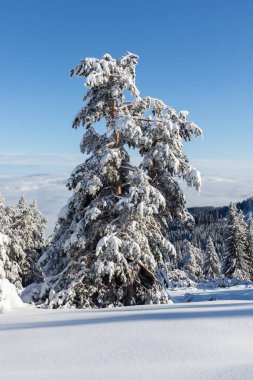 Bulgaristan 'ın Sofya Şehir Bölgesi, Vitosha Dağı' nın Hava Kış Manzarası
