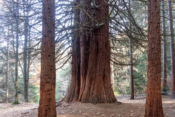 Alter Sequoia Wald Der Nähe Des Dorfes Bogoslov Auf Dem — Stockfoto