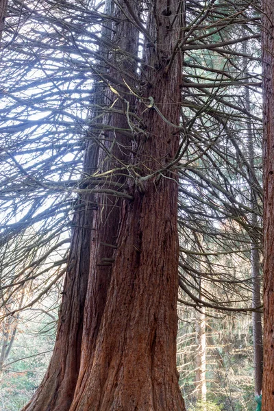 Alter Sequoia Wald Der Nähe Des Dorfes Bogoslov Auf Dem — Stockfoto