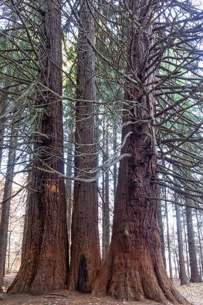 Ancienne Forêt Séquoias Près Village Bogoslov Montagne Osogovo Région Kyustendil — Photo