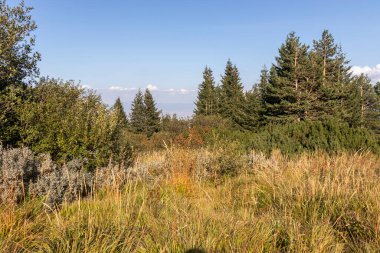İnanılmaz Sonbahar Manzarası Vitosha Dağı, Sofya Şehir Bölgesi, Bulgaristan