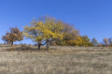 Sonbahar manzara Cherna Gora (Karadağ) Dağı, Pernik bölge, Bulgaristan