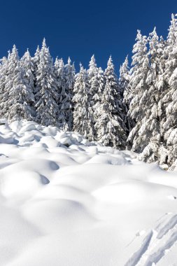Bulgaristan 'ın Sofya Şehir Bölgesi Vitosha Dağı kış manzarası