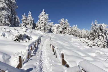Bulgaristan 'ın Sofya Şehir Bölgesi Vitosha Dağı kış manzarası