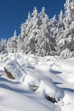Bulgaristan 'ın Sofya Şehir Bölgesi Vitosha Dağı kış manzarası