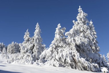 Bulgaristan 'ın Sofya Şehir Bölgesi Vitosha Dağı kış manzarası