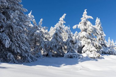 Bulgaristan 'ın Sofya Şehir Bölgesi Vitosha Dağı kış manzarası