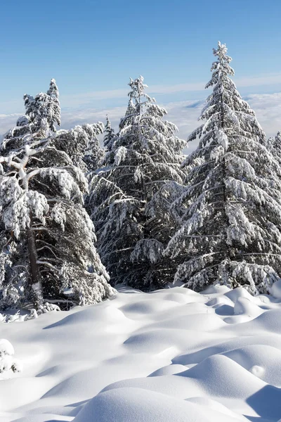 Bulgaristan Sofya Şehir Bölgesi Vitosha Dağı Kış Manzarası — Stok fotoğraf