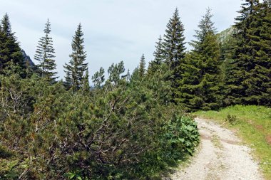 Amazing Summer landscape of Rila Mountain near Malyovitsa peak, Bulgaria