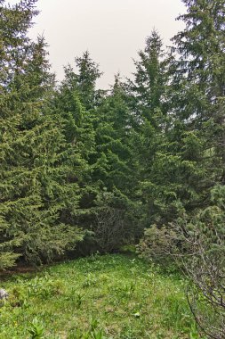 Amazing Summer landscape of Rila Mountain near Malyovitsa peak, Bulgaria