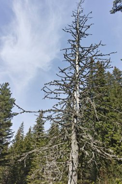 Amazing Summer landscape of Rila Mountain near Malyovitsa peak, Bulgaria