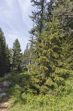 Amazing Summer landscape of Rila Mountain near Malyovitsa peak, Bulgaria