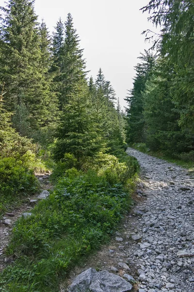 Amazing Summer landscape of Rila Mountain near Malyovitsa peak, Bulgaria