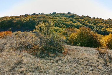 Şaşırtıcı sonbahar manzara Cherna Gora (Karadağ) Dağı, Pernik bölge, Bulgaristan