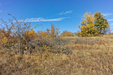 Şaşırtıcı sonbahar manzara Cherna Gora (Karadağ) Dağı, Pernik bölge, Bulgaristan