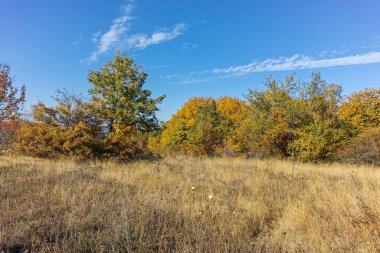 Şaşırtıcı sonbahar manzara Cherna Gora (Karadağ) Dağı, Pernik bölge, Bulgaristan