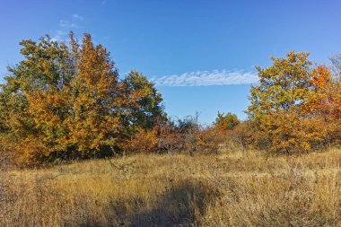 Şaşırtıcı sonbahar manzara Cherna Gora (Karadağ) Dağı, Pernik bölge, Bulgaristan