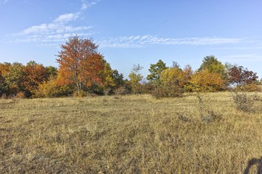 Şaşırtıcı sonbahar manzara Cherna Gora (Karadağ) Dağı, Pernik bölge, Bulgaristan