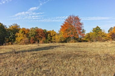 Şaşırtıcı sonbahar manzara Cherna Gora (Karadağ) Dağı, Pernik bölge, Bulgaristan