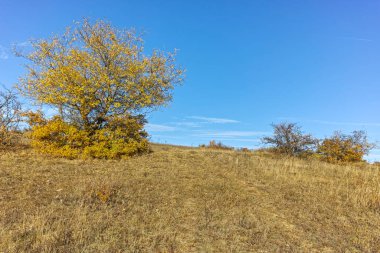 Şaşırtıcı sonbahar manzara Cherna Gora (Karadağ) Dağı, Pernik bölge, Bulgaristan