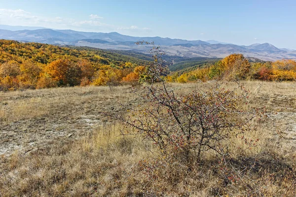 Şaşırtıcı sonbahar manzara Cherna Gora (Karadağ) Dağı, Pernik bölge, Bulgaristan