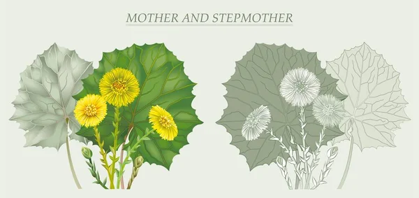 Mother Stepmother Useful Medicinal Plant — Stock vektor