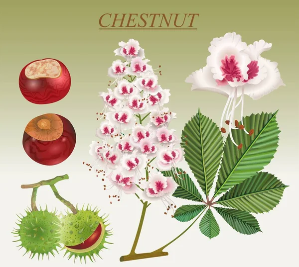 Chestnut Edible Noble Medicinal Plant Pharmacy — Stockvektor