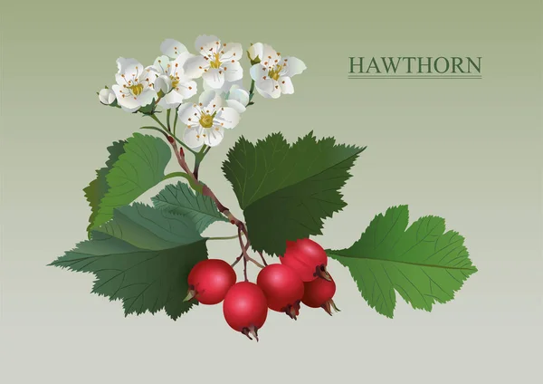 Hawthorn Pharmacy Plant Red Bright Berries Green Leaves — Stock vektor