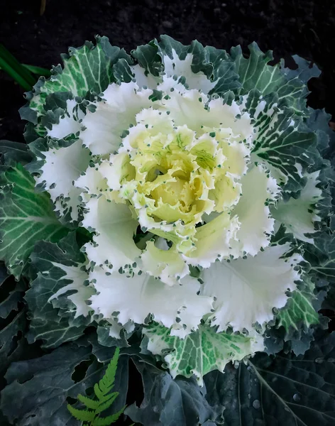 Káposzta Dekoratív Virág Gyönyörű Nagy Színes — Stock Fotó