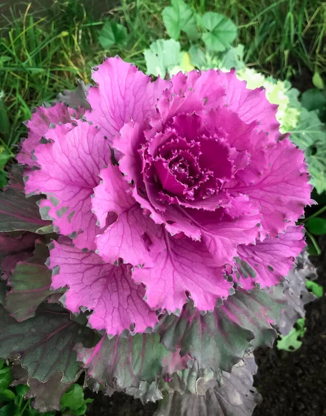 Cabbage Decorative Flower Beautiful Large Multicolored — Stock Photo, Image