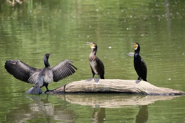 The cormorants — Stock Photo, Image