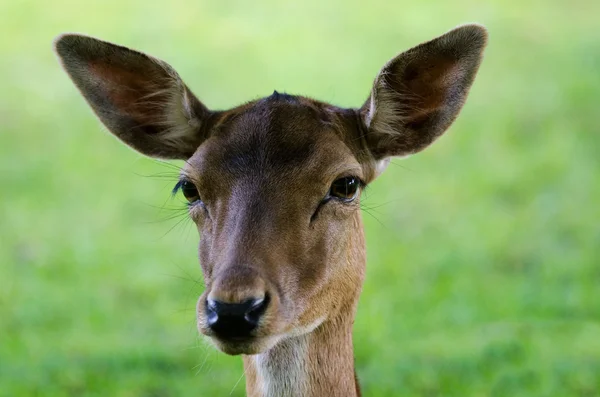 The deer — Stock Photo, Image