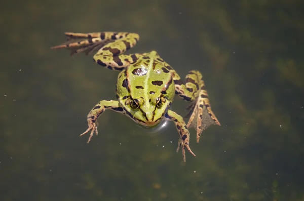 Den gröna grodan — Stockfoto