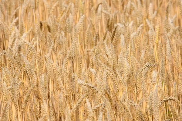 The golden wheat — Stock Photo, Image