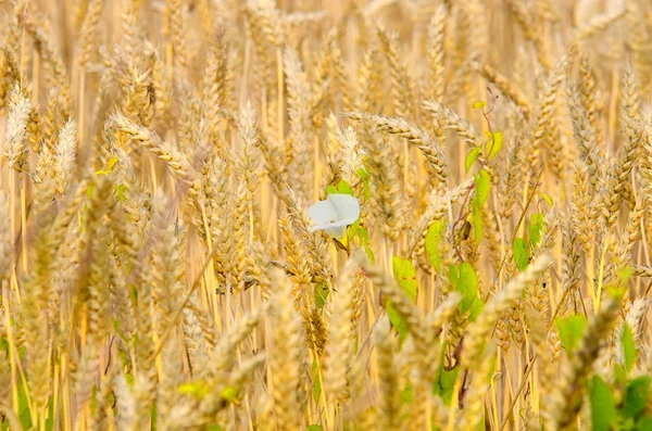 Golden wheat and buckwheat flower — Stock Photo, Image
