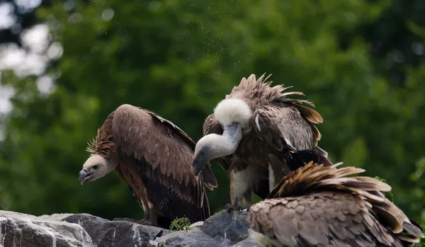 The vultures — Stock Photo, Image