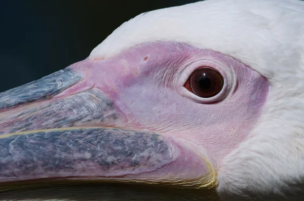 Pelican huvudet — Stockfoto