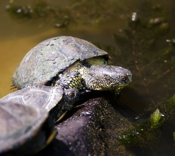 Tartaruga europea — Foto Stock