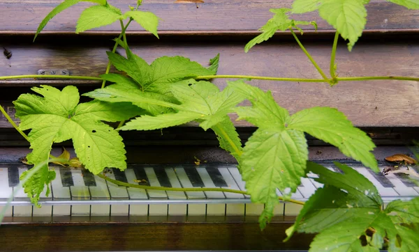 Фортепиано и зеленый лист — стоковое фото