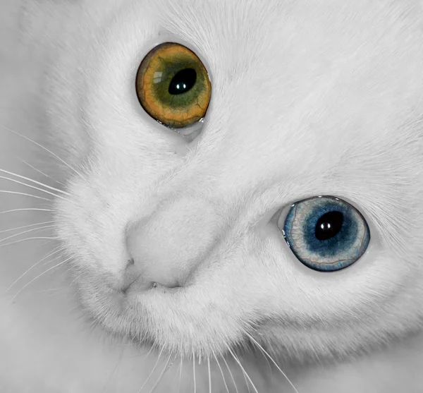 Η γάτα τοίχο μάτια — Φωτογραφία Αρχείου