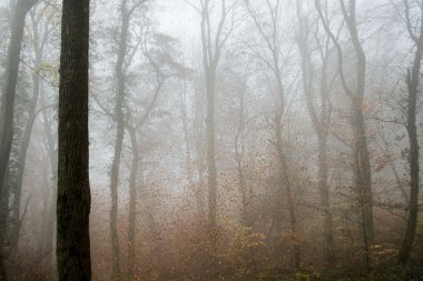 sonbahar yaprakları