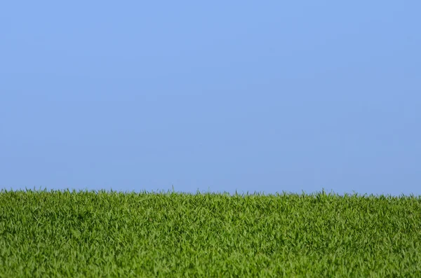 Blauwe lucht en groen gras — Stockfoto