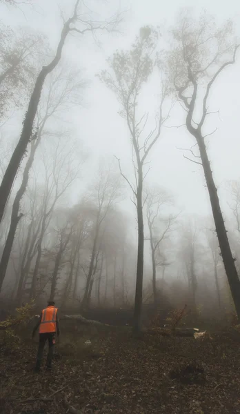 The lumberjack and the forest — Stock Photo, Image